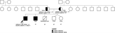 A Novel Pathogenic Variant in CARMIL2 (RLTPR) Causing CARMIL2 Deficiency and EBV-Associated Smooth Muscle Tumors